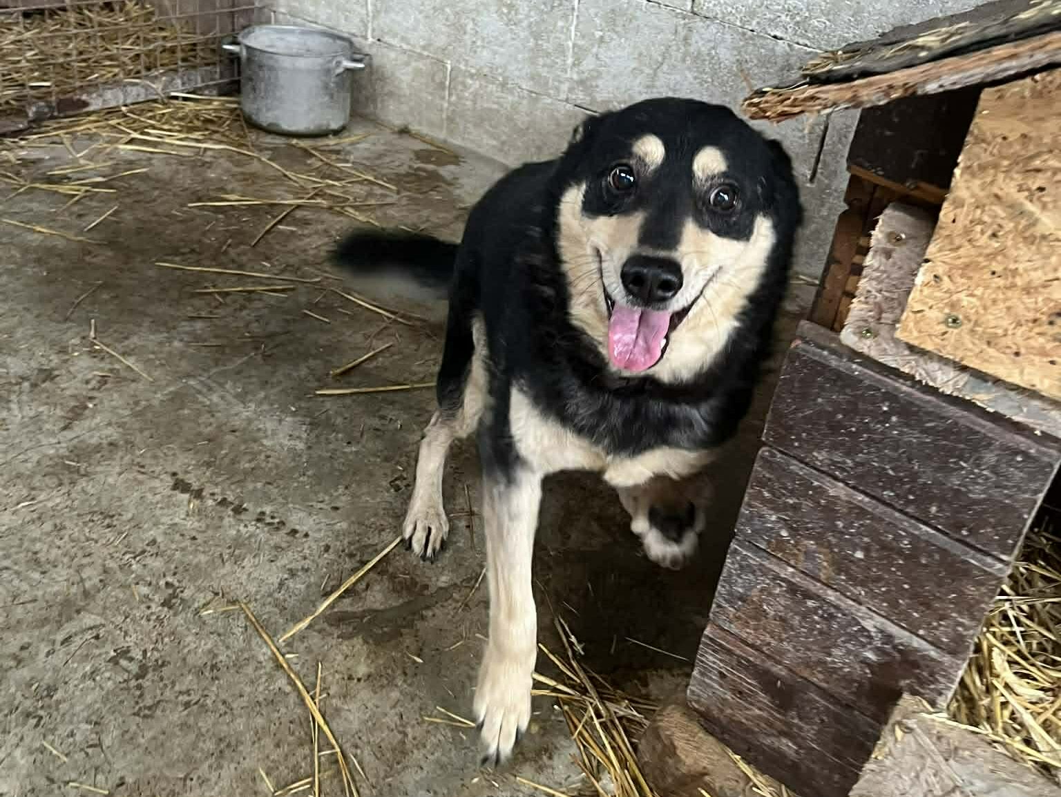 Angus