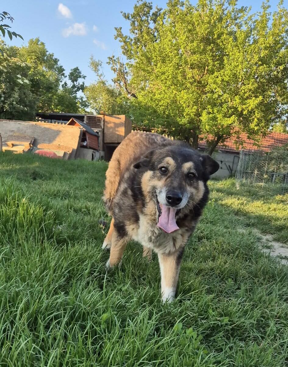 Cora